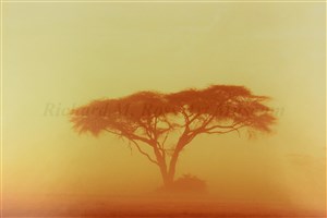 Image description is not available for 2005.015